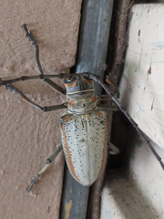 Rosenbergia megalocephala