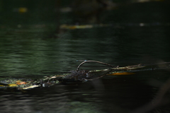 Ischnura heterosticta