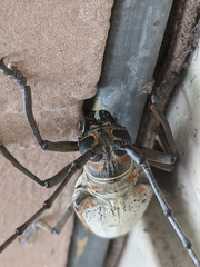 Rosenbergia megalocephala