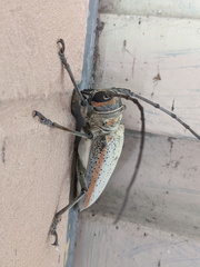 Rosenbergia megalocephala