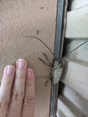 Rosenbergia megalocephala