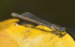 Ischnura heterosticta
