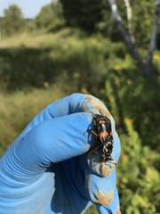 Nicrophorus sayi