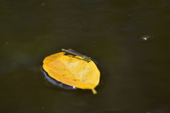 Ischnura heterosticta