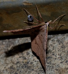Rhinodia rostraria