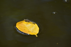 Ischnura heterosticta