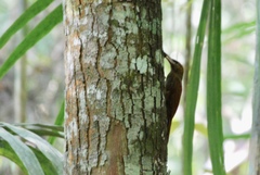 Dendrocolaptes sanctithomae