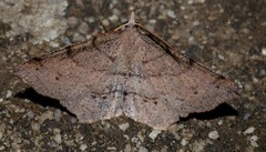 Rhinodia rostraria