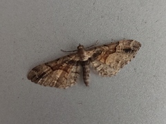 Eupithecia sinuosaria