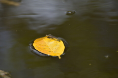 Ischnura heterosticta