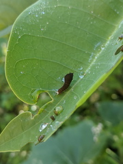 Graphium eurypylus lycaon