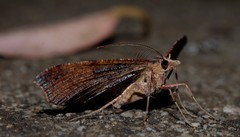 Rhinodia rostraria