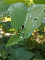 Graphium eurypylus lycaon