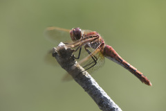 Sympetrum madidum