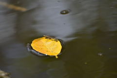 Ischnura heterosticta