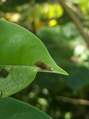 Graphium eurypylus lycaon