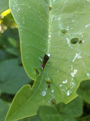 Graphium eurypylus lycaon