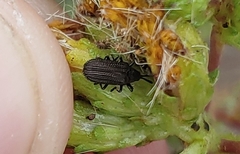 Microrhopala rubrolineata