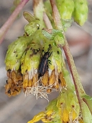 Microrhopala rubrolineata