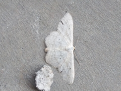 Scopula incanata