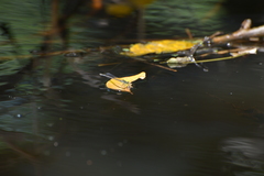 Ischnura heterosticta