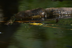 Ischnura heterosticta