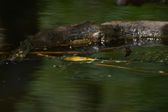 Ischnura heterosticta