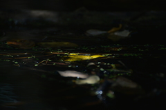 Ischnura heterosticta