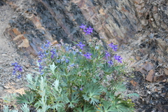 Delphinium glareosum