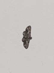 Gymnoscelis aenictopa
