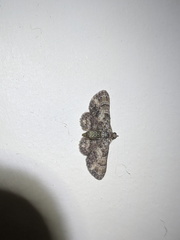 Gymnoscelis aenictopa
