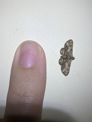 Gymnoscelis aenictopa