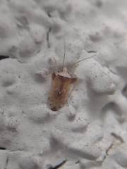 Miridae