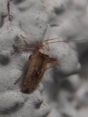 Miridae