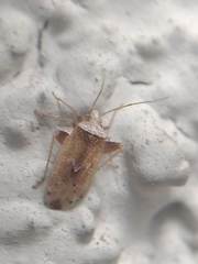 Miridae