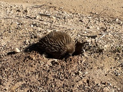 Tachyglossus aculeatus multiaculeatus