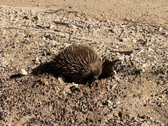 Tachyglossus aculeatus multiaculeatus