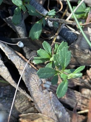 Xanthosia tridentata