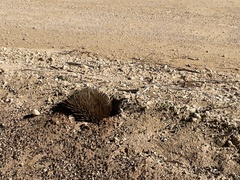 Tachyglossus aculeatus multiaculeatus