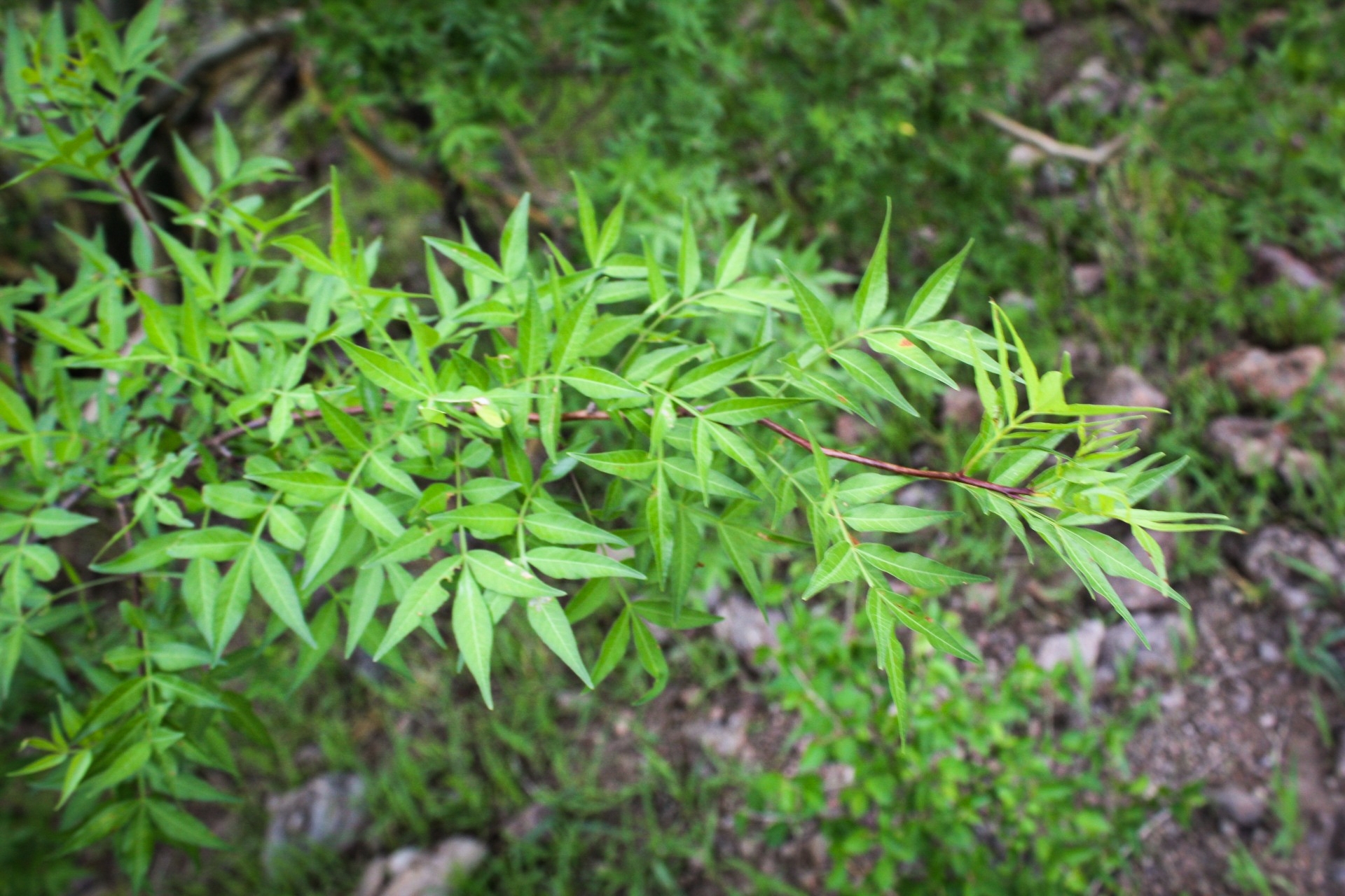 Bursera fagaroides var. elongata