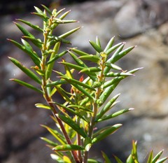 Acrotriche divaricata