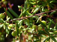 Acrotriche divaricata