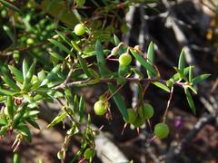 Acrotriche divaricata