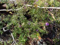 Acrotriche divaricata