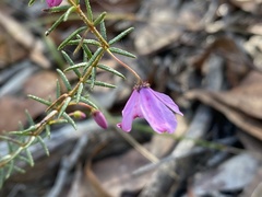Tetratheca ericifolia