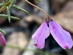 Tetratheca ericifolia
