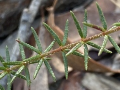 Tetratheca ericifolia