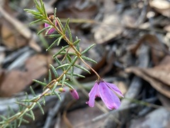 Tetratheca ericifolia