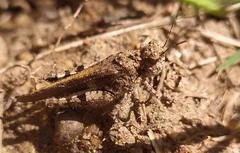 Acrotylus insubricus