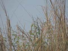 Prinia inornata
